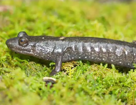 Picture of a blackbelly salamander (Desmognathus quadramaculatus)
