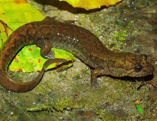 Picture of a black mountain salamander (Desmognathus welteri)