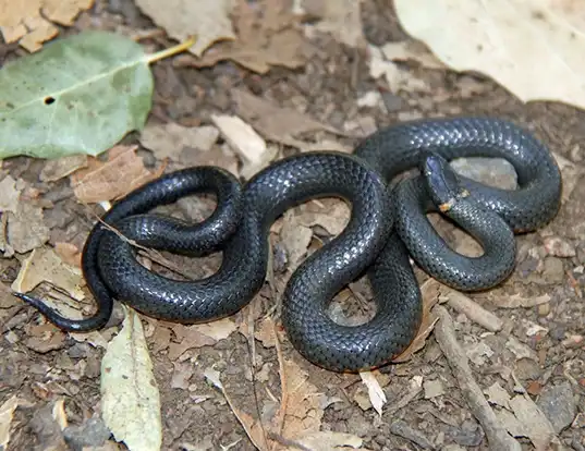 Picture of a ring-necked snake (Diadophis punctatus)