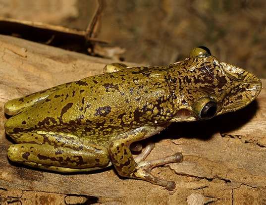 Picture of a treefrog (Diaglena spatulata)