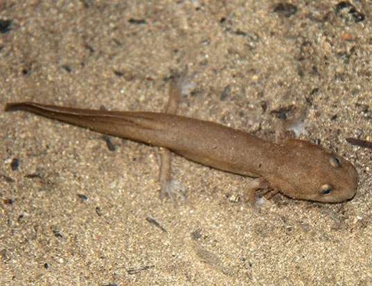 Picture of a california giant salamander and pacific giant salamander (Dicamptodon ensatus)