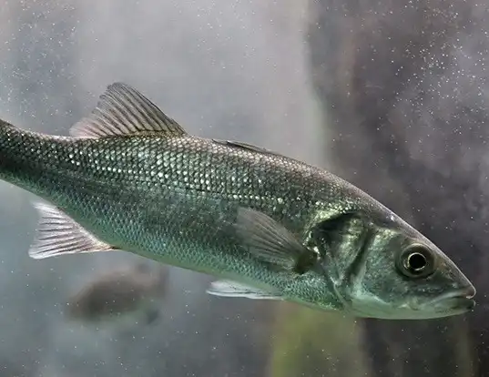 Picture of a european seabass (Dicentrarchus labrax)