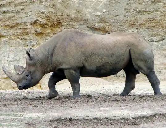 Picture of a black rhinoceros (Diceros bicornis)
