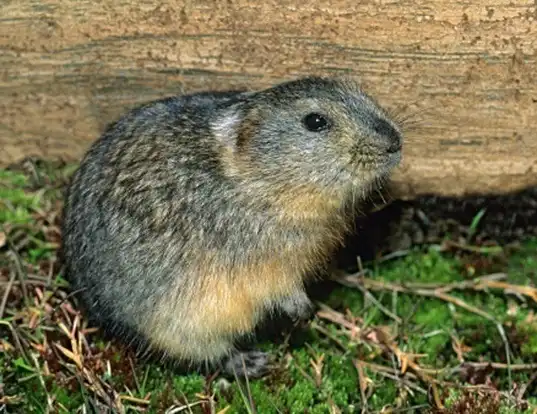 Picture of a northern collared lemming (Dicrostonyx groenlandicus)