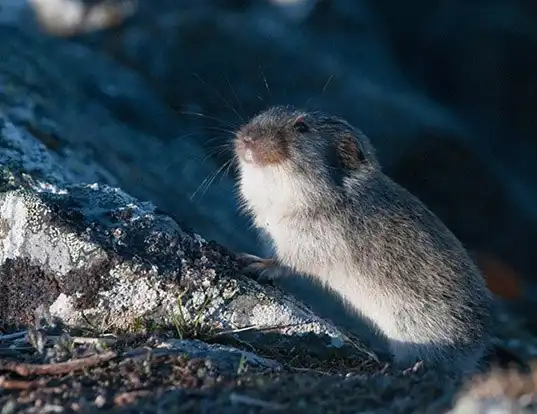 Picture of a arctic lemming (Dicrostonyx torquatus)