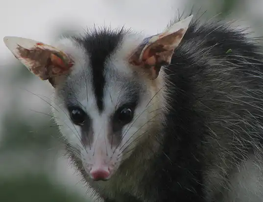 Picture of a white-eared opossum (Didelphis albiventris)