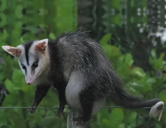 Picture of a black-eared opossum (Didelphis marsupialis)