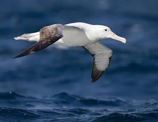 Picture of a royal albatross (Diomedea epomophora)