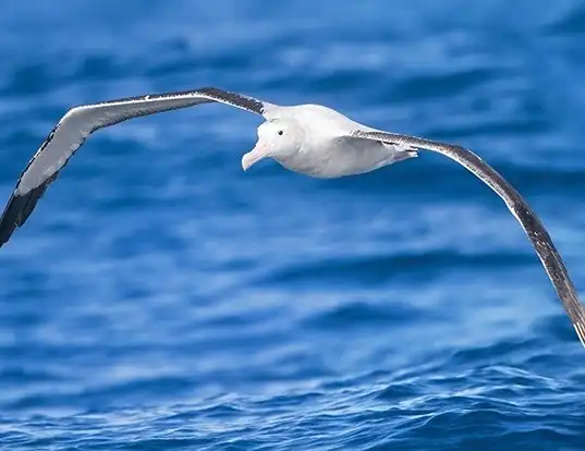 Picture of a wandering albatross (Diomedea exulans)