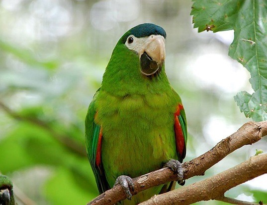 Picture of a northern red-shouldered macaw (Diopsittaca nobilis)