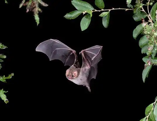 Picture of a hairy-legged vampire bat (Diphylla ecaudata)