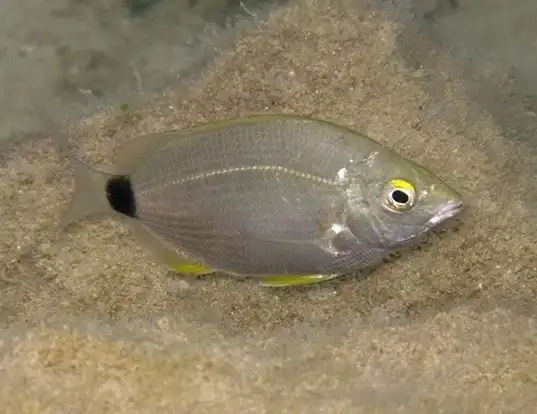 Picture of a annular seabream (Diplodus annularis)