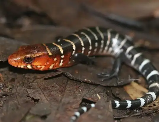 Picture of a galliwasp (Diploglossus monotropis)