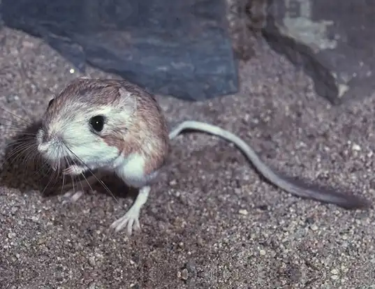 Picture of a desert kangaroo rat (Dipodomys deserti)