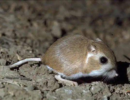 Picture of a heermann's kangaroo rat (Dipodomys heermanni)