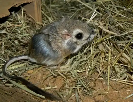 Picture of a merriam's kangaroo rat (Dipodomys merriami)