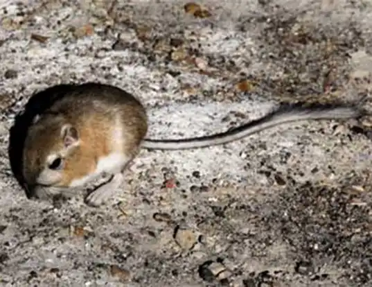 Picture of a chisel-toothed kangaroo rat (Dipodomys microps)