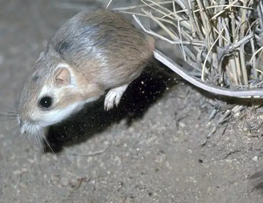 Picture of a ord's kangaroo rat (Dipodomys ordii)