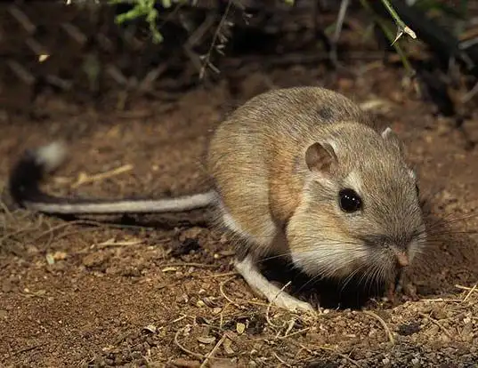 Picture of a banner-tailed kangaroo rat (Dipodomys spectabilis)