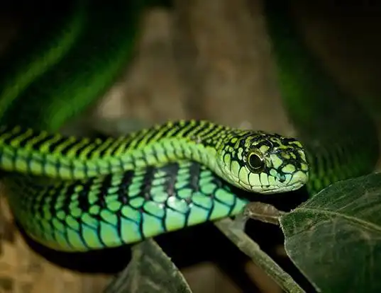Picture of a boomslang (Dispholidus typus)