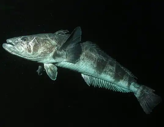 Picture of a antarctic toothfish (Dissostichus mawsoni)