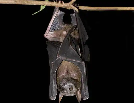 Picture of a moluccan naked-backed fruit bat (Dobsonia moluccensis)