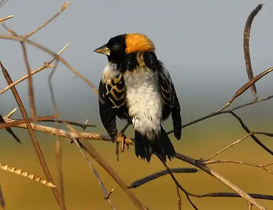 Picture of a bobolink (Dolichonyx oryzivorus)