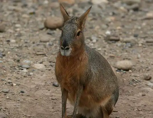 Picture of a patagonian cavy (Dolichotis patagonum)