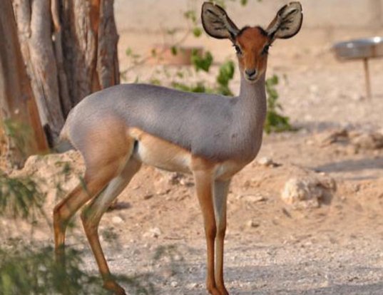 Picture of a beira (Dorcatragus megalotis)