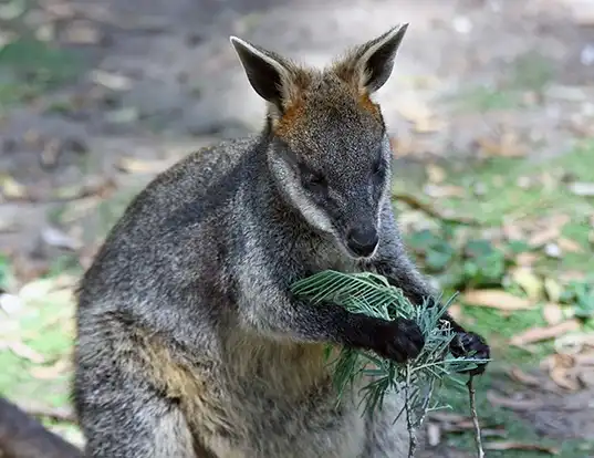 Picture of a new guinean forest wallaby (Dorcopsis veterum)