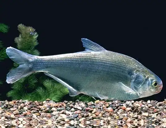 Picture of a gizzard shad (Dorosoma cepedianum)