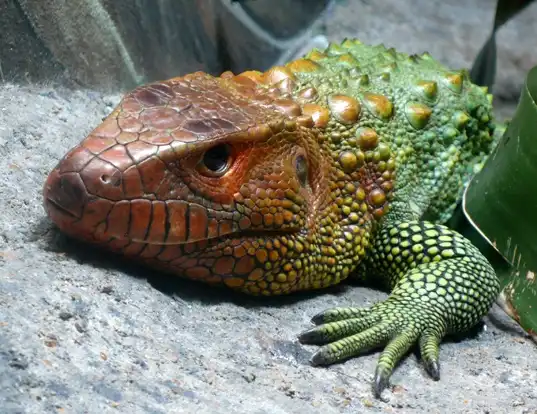 Picture of a northern caiman lizard (Dracaena guianensis)