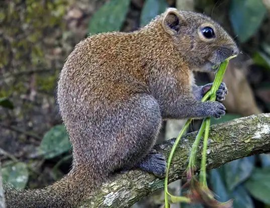 Picture of a orange-bellied himalayan squirrel (Dremomys lokriah)