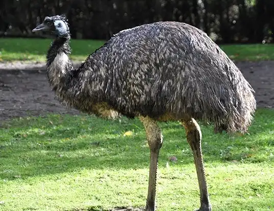 Picture of a emu (Dromaius novaehollandiae)