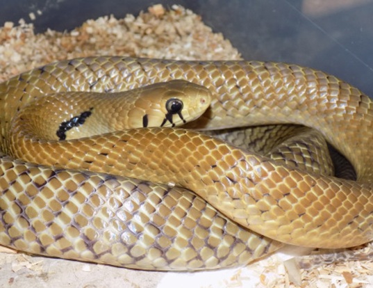 Picture of a texas indigo snake (Drymarchon corais melanurus)