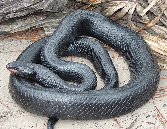 Picture of a eastern indigo snake (Drymarchon couperi)