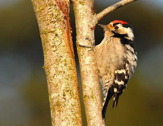 Picture of a lesser spotted woodpecker (Dryobates minor)