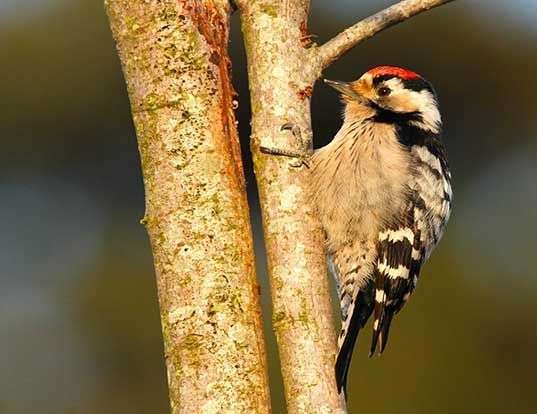 Picture of a lesser spotted woodpecker (Dryobates minor)