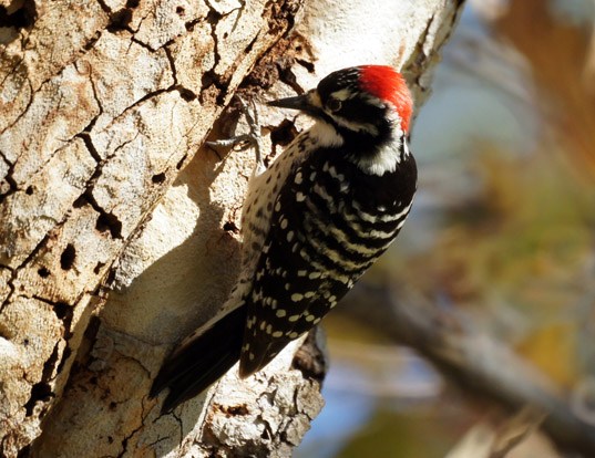 Picture of a nuttall's woodpecker (Dryobates nuttallii)