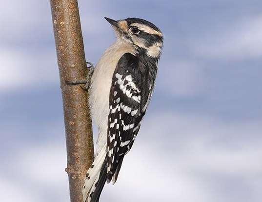 Picture of a downy woodpecker (Dryobates pubescens)