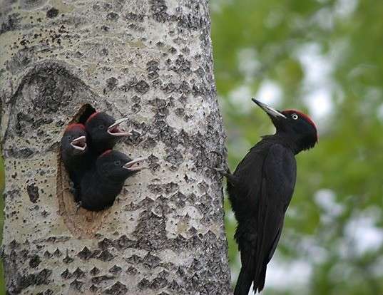 Picture of a black woodpecker (Dryocopus martius)