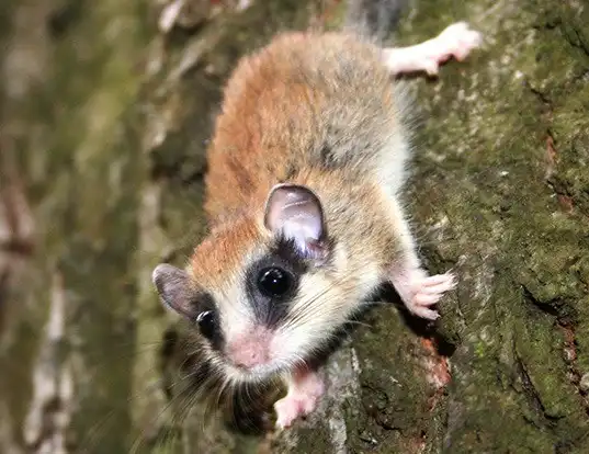 Picture of a forest dormouse (Dryomys nitedula)