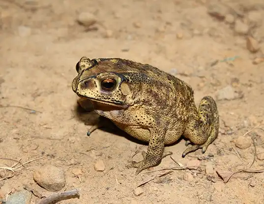 Picture of a asian common toad (Duttaphrynus melanostictus)