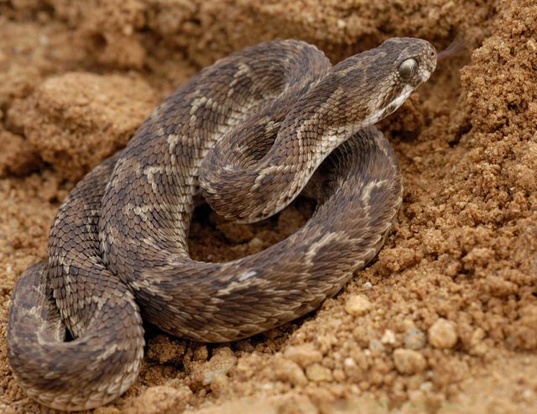 Picture of a saw-scaled viper (Echis carinatus)