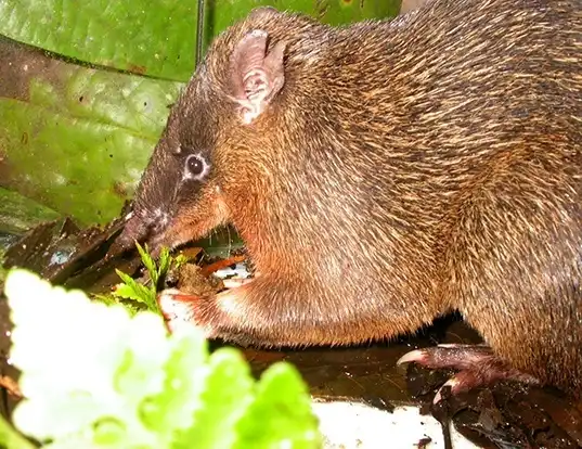 Picture of a long-nosed echymipera (Echymipera rufescens)