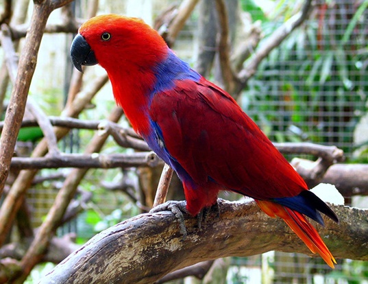 Picture of a eclectus parrot (Eclectus roratus)