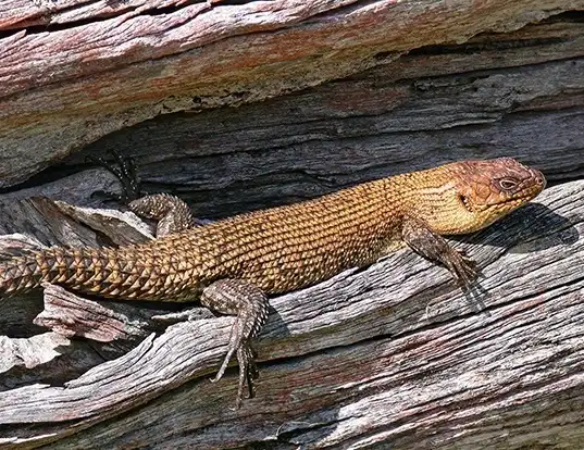 Picture of a cunningham's skink (Egernia cunninghami)