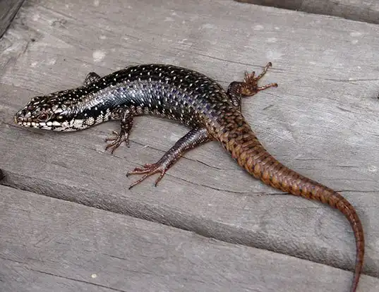 Picture of a australian striolated skink (Egernia striolatus)