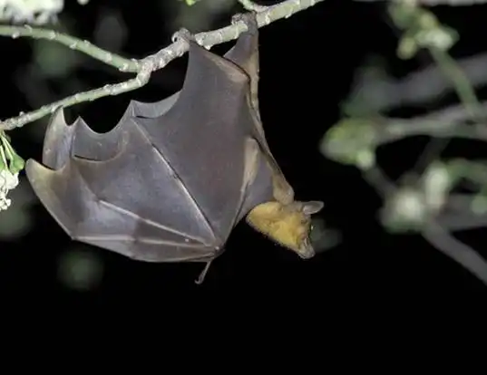Picture of a madagascan fruit bat (Eidolon dupreanum)