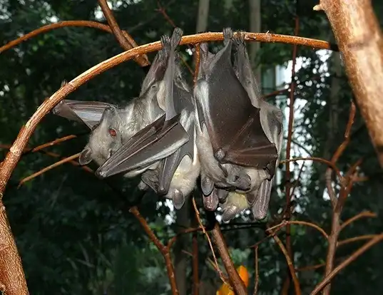 Picture of a african straw-coloured fruit-bat (Eidolon helvum)